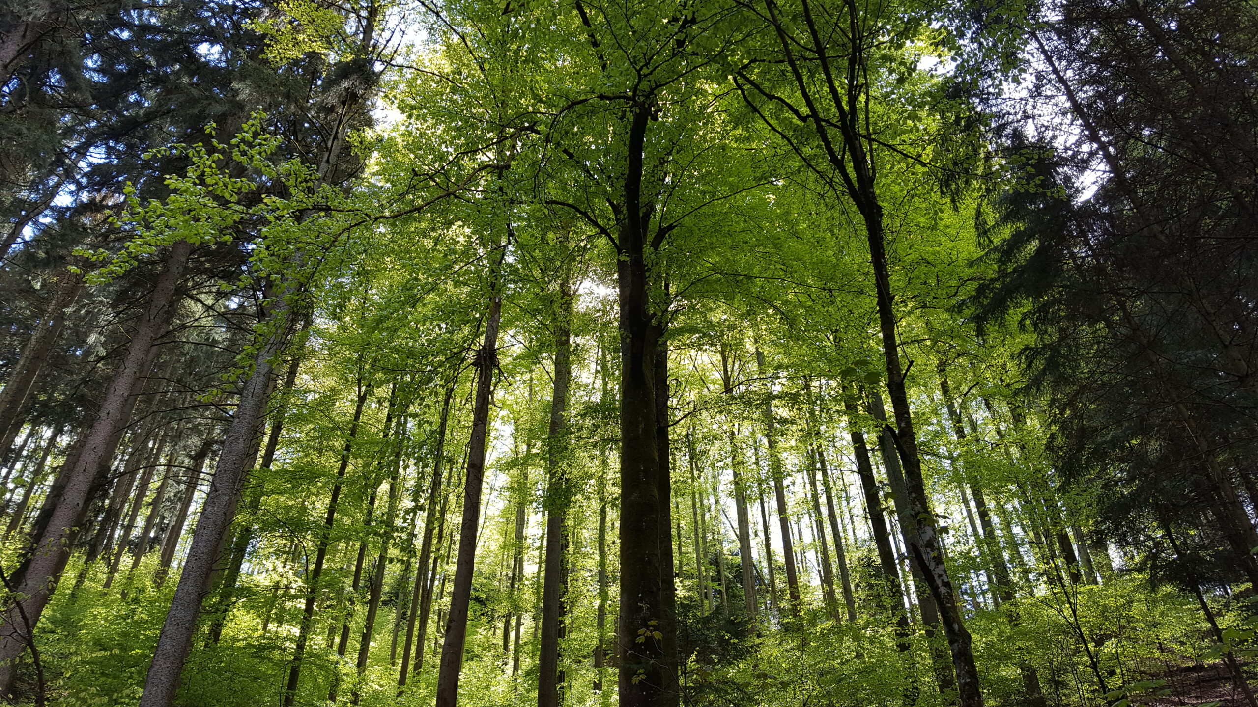 Der Fotograf dieses Bildes stand im Wald und sah zu den mächtigen Bäumen auf, die vor ihm den Hang hinauf und sonnendurchflutet stehen. Zwischen den Wipfeln sieht man kleine Ausschnitte von blauem Himmel.
In der Mitte des Bildes stehen Laubbäume in hellem Grün, links und rechts dunkelgrüne Nadelbäume.
