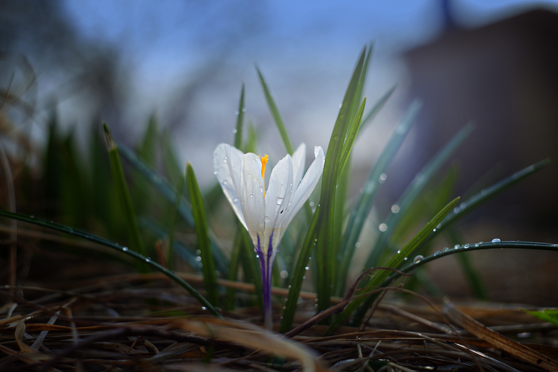 Eine weiße Krokusblüte mit lila Stengel und grünen Blättern ist aus dürrem, braunen Gras empor gewachsen. Blüte und Blätter sind voller Wasserperlen.